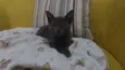 Cleo