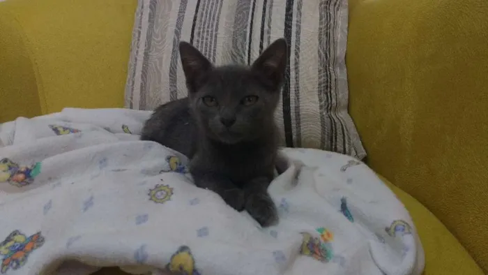 Gato raça indefinida idade Abaixo de 2 meses nome Cleo