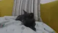 Cleo