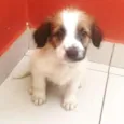 Cachorro raça SRD idade 2 a 6 meses nome Menino