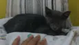 Cleo