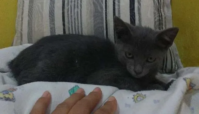 Gato raça indefinida idade Abaixo de 2 meses nome Cleo