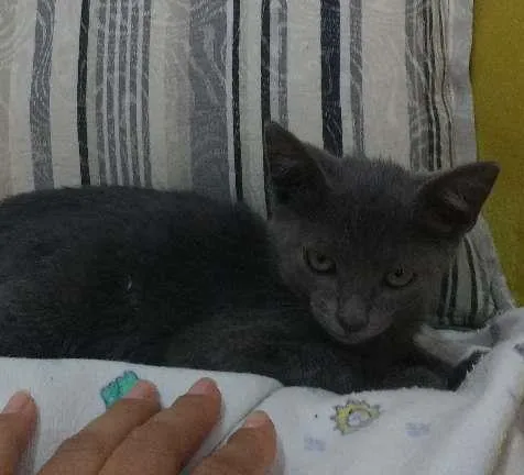 Gato raça indefinida idade Abaixo de 2 meses nome Cleo