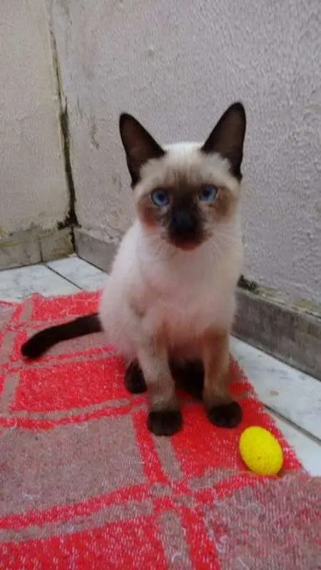 Gato ra a SRD idade 2 a 6 meses nome Babi