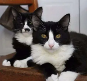 Gato raça SRD idade 2 a 6 meses nome Juca e Zeca