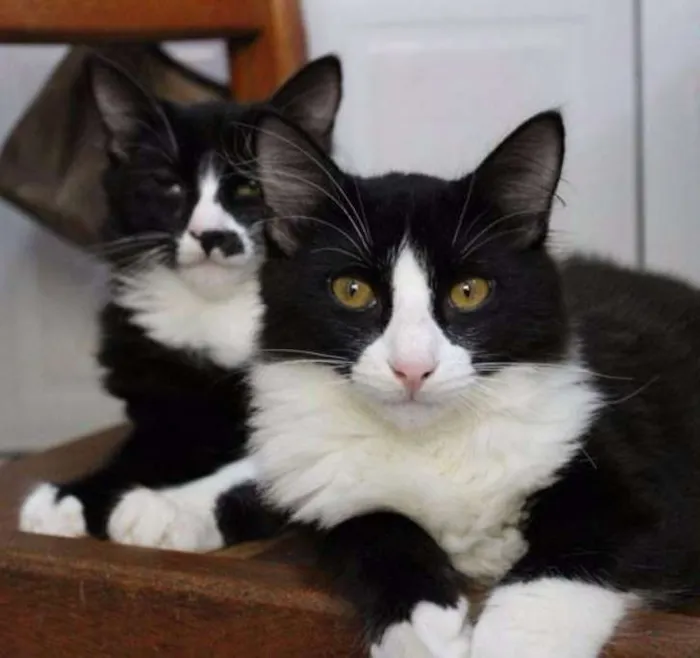Gato ra a SRD idade 2 a 6 meses nome Juca e Zeca