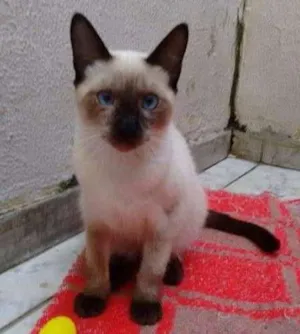 Gato raça SRD idade 2 a 6 meses nome Babi