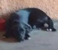 Cachorro raça Sem raça definida idade 7 a 11 meses nome Laila
