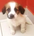 Cachorro raça SRD idade 2 a 6 meses nome Menino