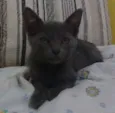 Cleo