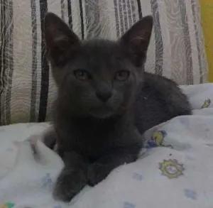 Gato raça indefinida idade Abaixo de 2 meses nome Cleo