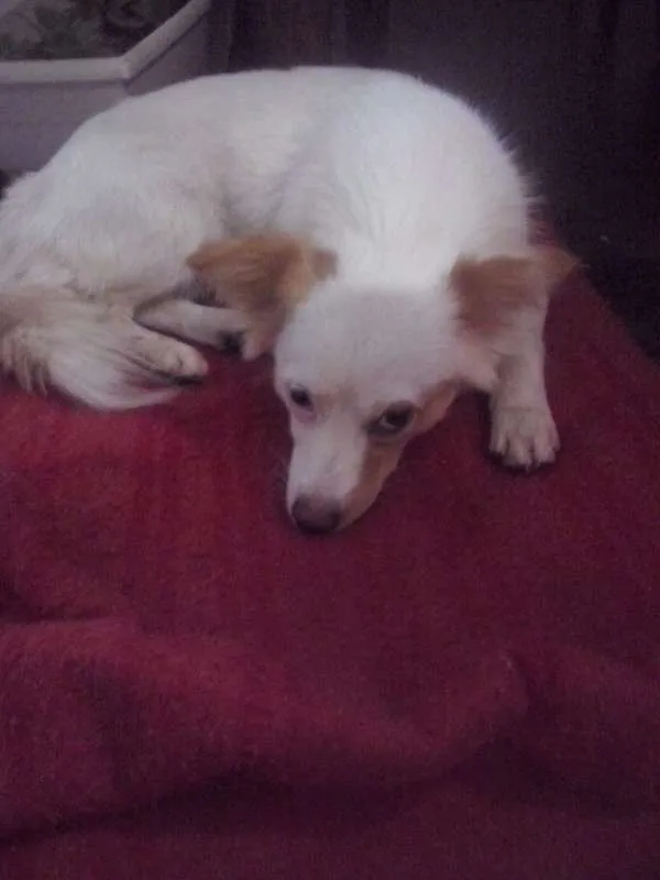 Cachorro raça  idade  nome Não sei informar