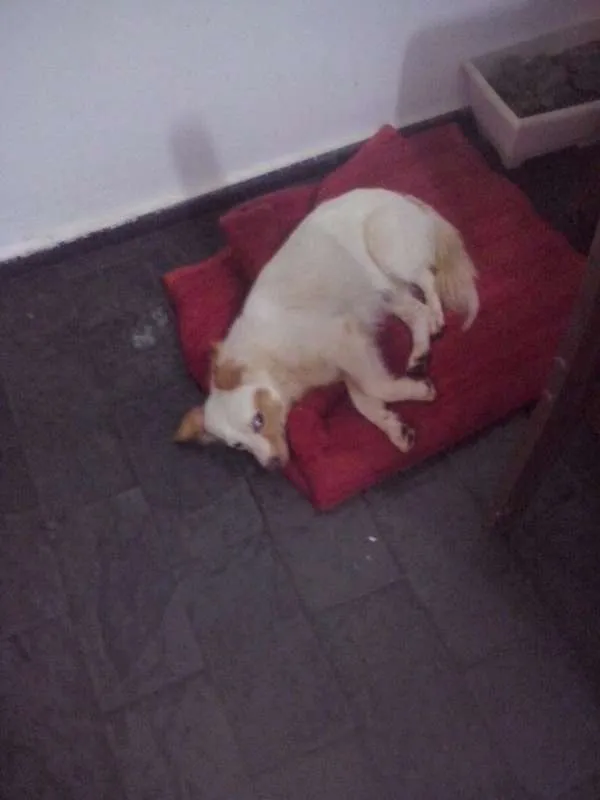 Cachorro raça  idade  nome Não sei informar