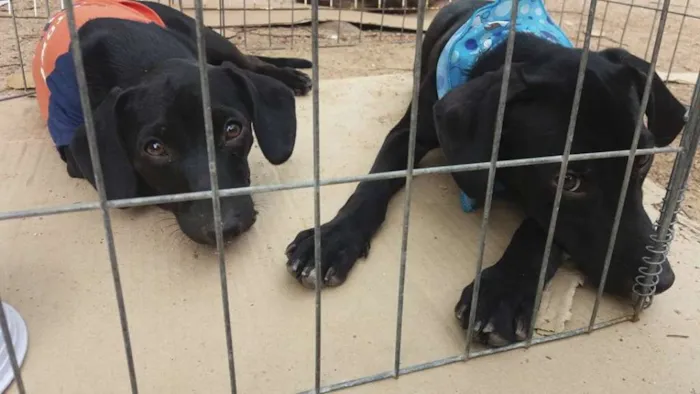 Cachorro ra a SRD idade 2 a 6 meses nome Cirillo & Feijão