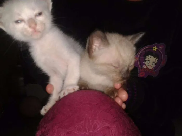 Gato ra a RND idade Abaixo de 2 meses nome Fofuchos