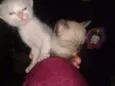Fofuchos