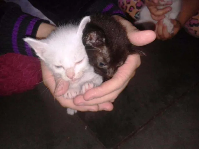 Gato ra a RND idade Abaixo de 2 meses nome Fofuchos