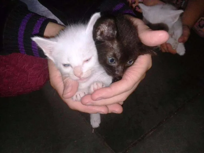 Gato ra a RND idade Abaixo de 2 meses nome Fofuchos