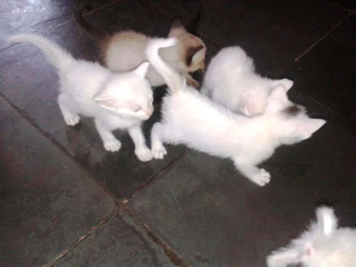 Gato ra a RND idade Abaixo de 2 meses nome Fofuchos
