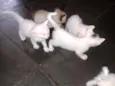 Fofuchos