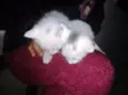 Fofuchos