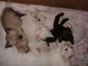 Gato raça RND idade Abaixo de 2 meses nome Fofuchos