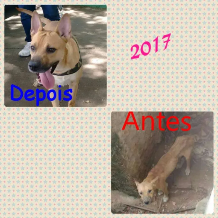 Cachorro ra a Vira lata idade 2 anos nome Coringa
