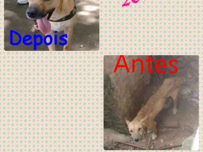 Cachorro ra a Vira lata idade 2 anos nome Coringa