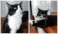 Juca e Zeca
