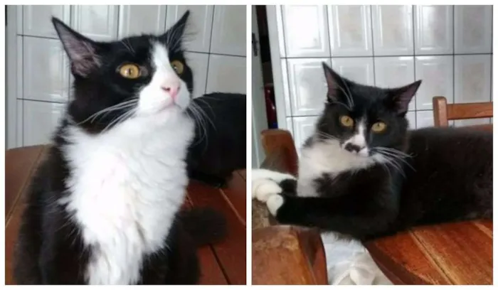 Gato ra a SRD idade 2 a 6 meses nome Juca e Zeca