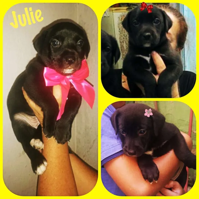 Cachorro ra a Srd idade Abaixo de 2 meses nome Julie