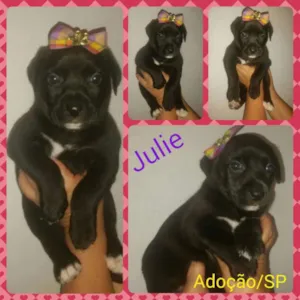 Cachorro raça Srd idade Abaixo de 2 meses nome Julie