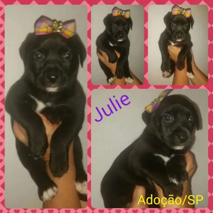 Cachorro ra a Srd idade Abaixo de 2 meses nome Julie