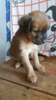 Maia