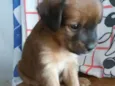 Maia