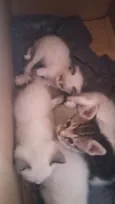 Gatinhos