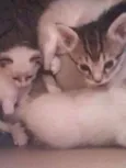 Gatinhos