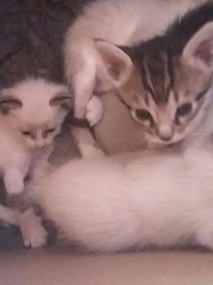 Gato ra a Vira lata idade Abaixo de 2 meses nome Gatinhos