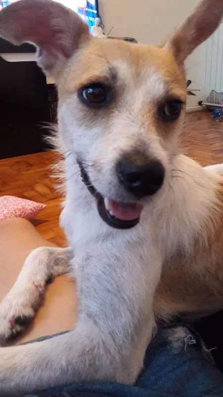 Cachorro ra a Sem raça definida idade 1 ano nome Sofia