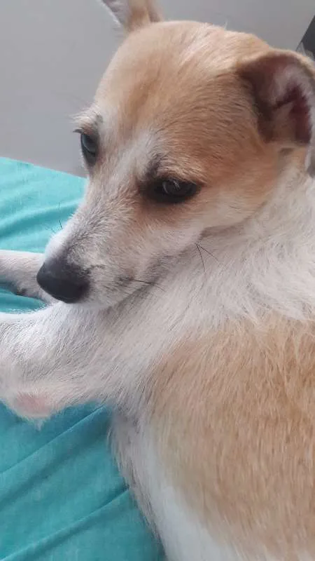 Cachorro ra a Sem raça definida idade 1 ano nome Sofia