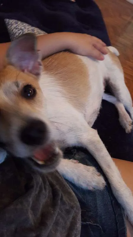 Cachorro ra a Sem raça definida idade 1 ano nome Sofia