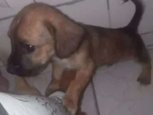 Cachorro raça Lavrador Com vira lata idade Abaixo de 2 meses nome Marley