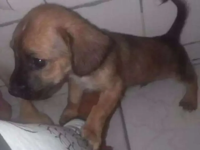 Cachorro ra a Lavrador Com vira lata idade Abaixo de 2 meses nome Marley
