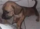 Cachorro raça Lavrador Com vira lata idade Abaixo de 2 meses nome Marley