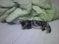 piciuzera