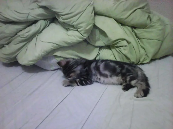 Gato ra a vira lataa idade  nome piciuzera