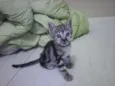 piciuzera