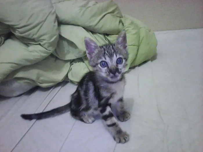 Gato ra a vira lataa idade  nome piciuzera