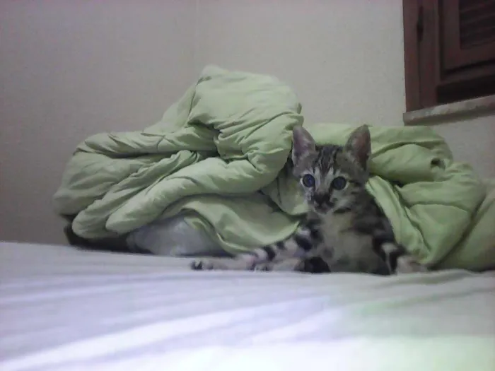 Gato ra a vira lataa idade  nome piciuzera