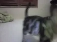 piciuzera